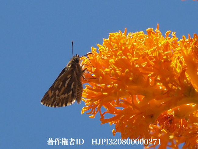 キマドセセリ　Trapezites argenteoornatus