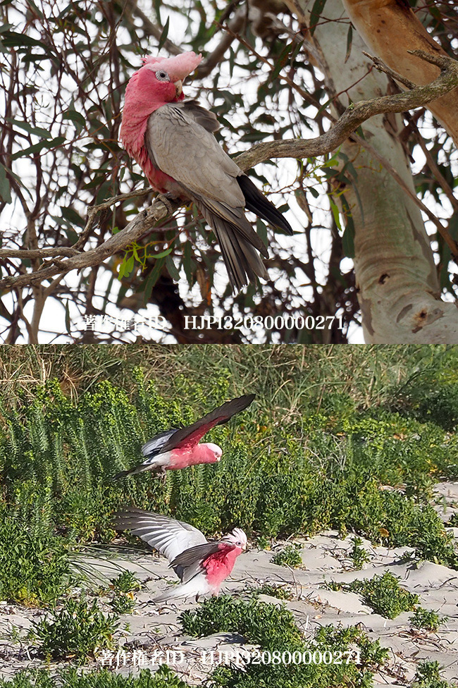 モモイロインコ　Eolophus roseicapilla