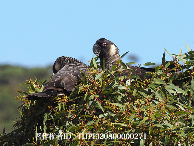 オジロクロオウム　Calyptorhynchus baudinii