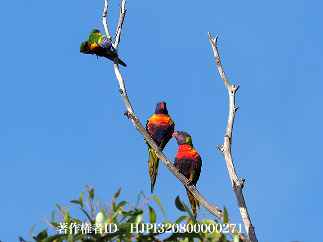 ゴシキセイガイインコ　Trichoglossus haematodus