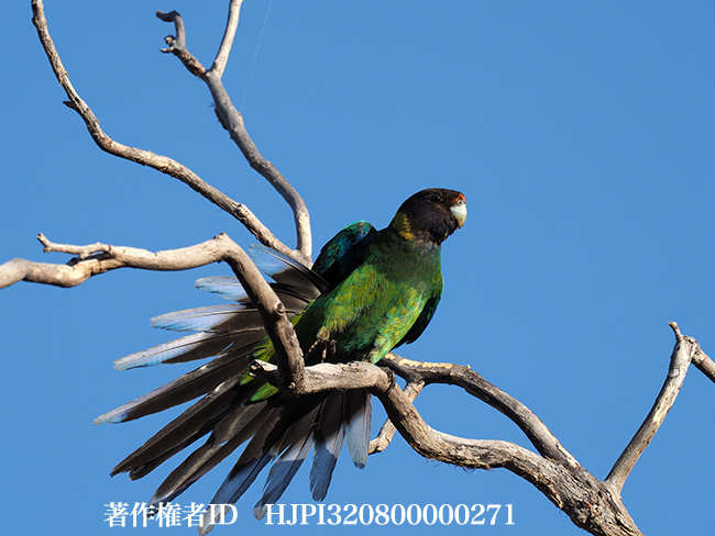 コダイマキエインコ　Barnardius zonarius 