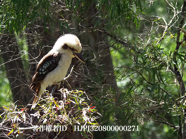 ワライカワセミ　Dacelo novaeguineae 