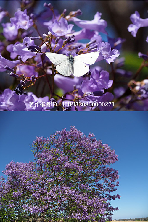 移入種の花に移入種の蝶　ジャカランダの花にモンシロチョウ