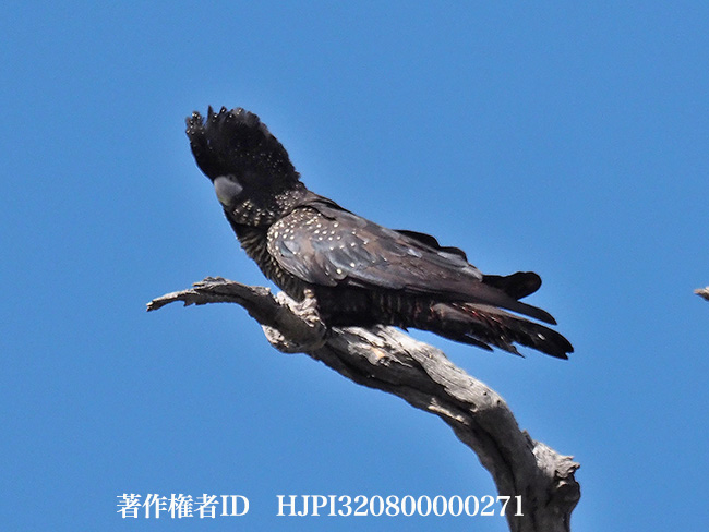アカオクロオウム　Calyptorhynchus magnificus
