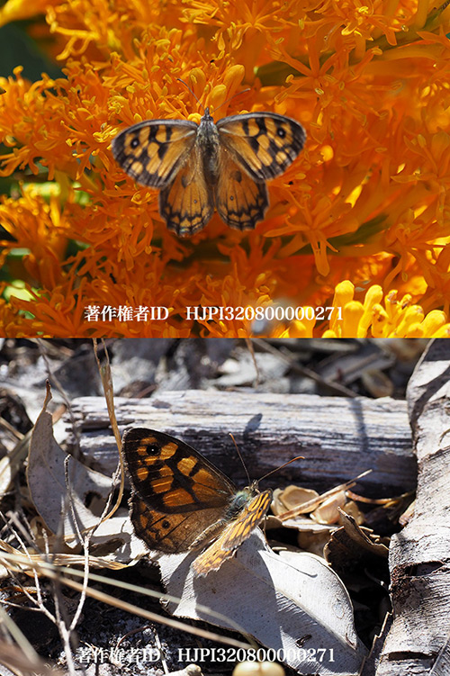 ゼニカジャノメ　Geitoneura klugii