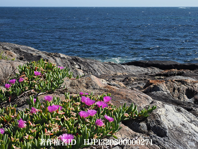 大輪マツバギク　Lampranthus sp.