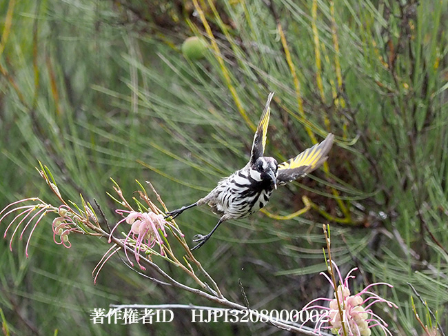 ホオジロキバネミツスイ Phylidonyris nigra