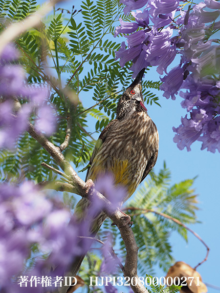 アカミミダレミツスイ　Anthochaera carunculate