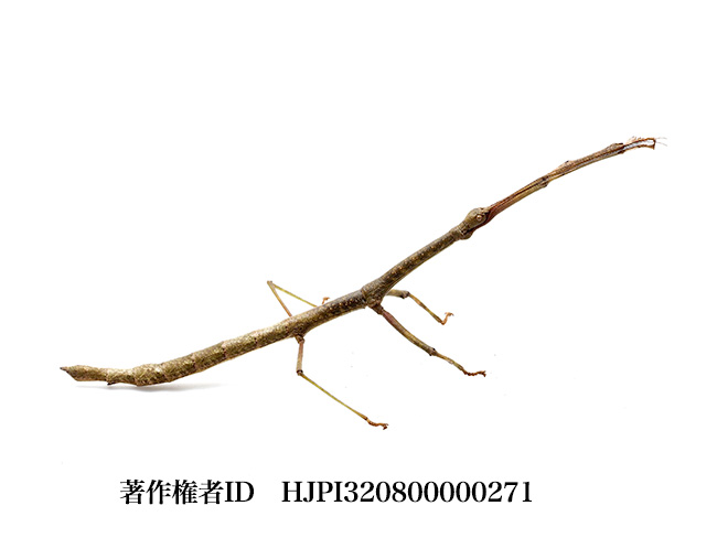 ブレビペスカレエダナナフシ　Lonchodes brevipes