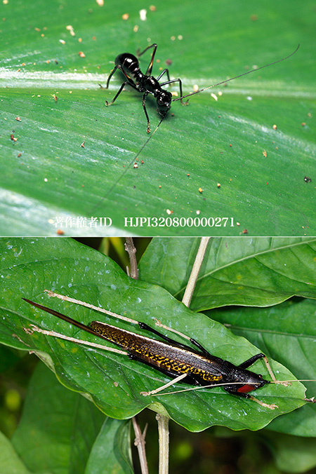 アリギリス　Macroxiphus sp.