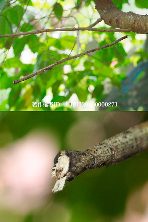 グロボススカレエダナナフシ　Carausius globosus 