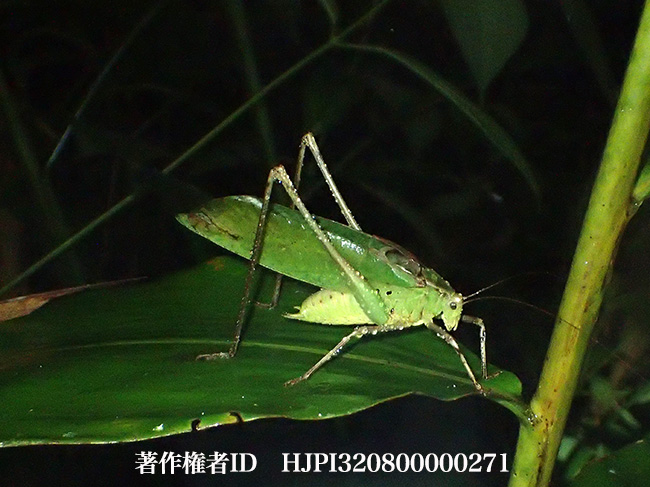 鳴くタイワンクツワムシ　Mecopoda elongata