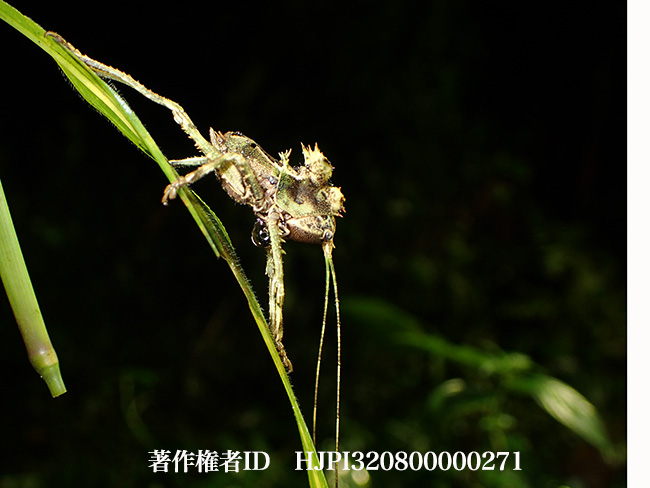 トゲトゲギスの幼虫　 Ellatodon blanchardi