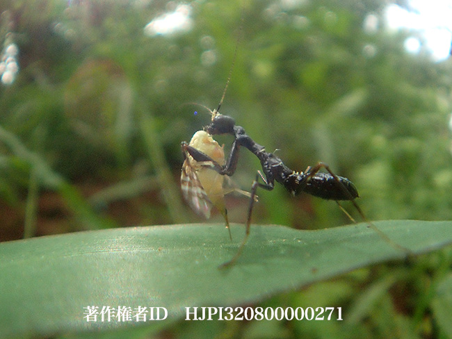 アリカマキリ　Odontomantis sp.