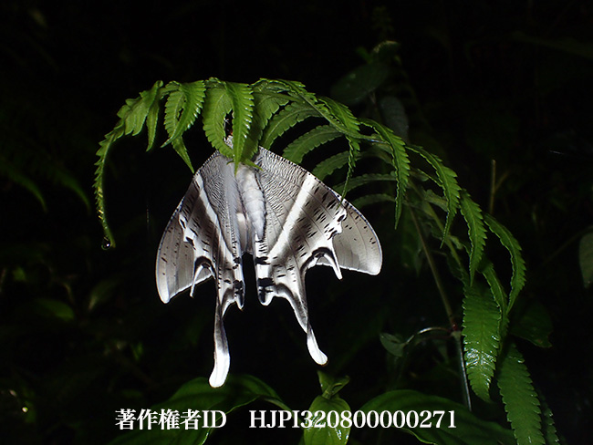 羽化直後のオオツバメガ Lyssa zampa