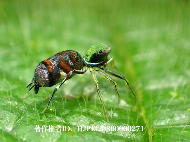 綺麗なハエトリグモ　Orsima ichneumon ♀