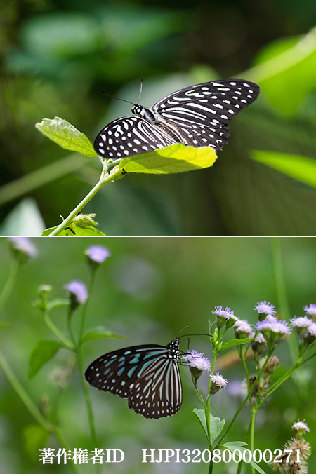 マダラチョウに擬態したメガルスタイマイ　Graphium megarus