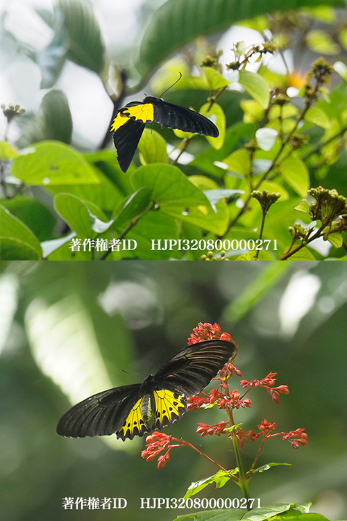 ヘレナキシタアゲハのオスとメス　Troides helena