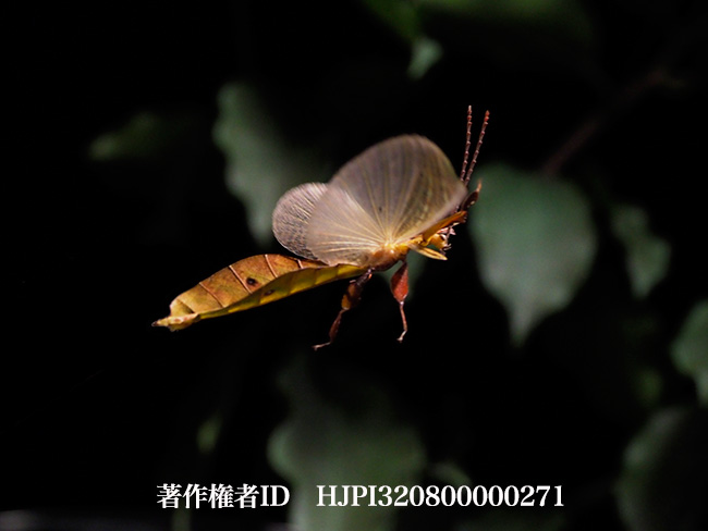 ビオクラツムコノハムシ　オスの飛翔　Phyllium bioculatum