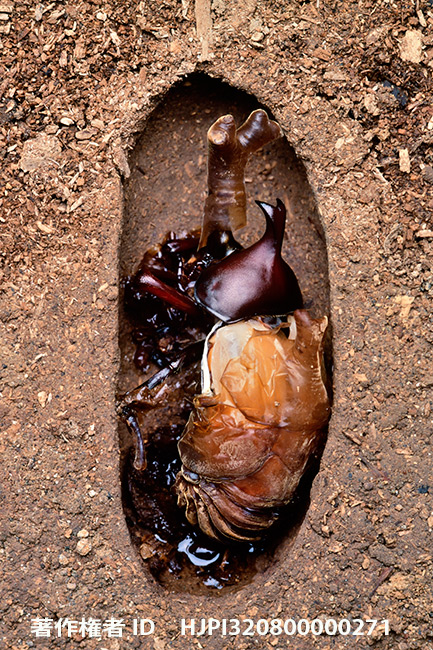 D850でポジをデジタル化してみた