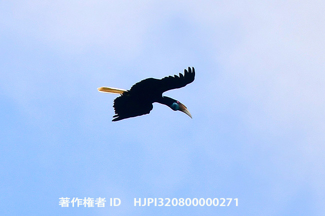 シワコブサイチョウ　Rhyticeros undulatus