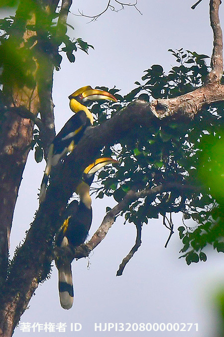 オオサイチョウ Buceros bicornis