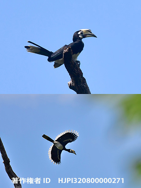 キタカササギサイチョウ　Anthracoceros albirostris
