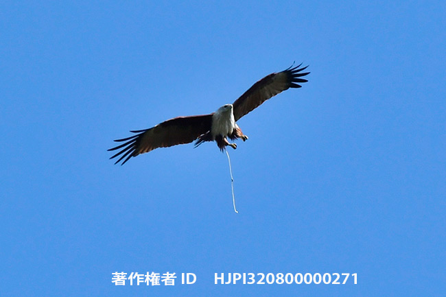 空中で糞をするシロガシラトビ　Haliastur indus