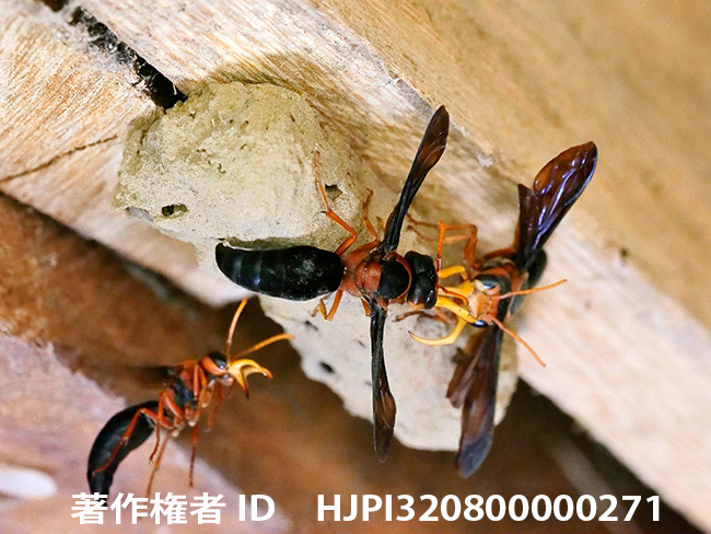 今日から再びカメルーンへ