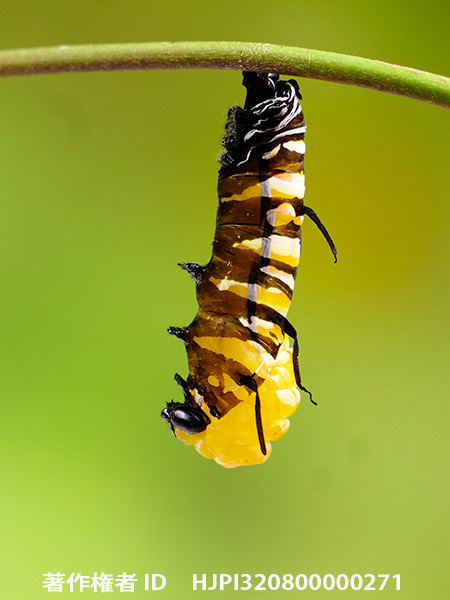 オオゴマダラの蛹化　Idea leuconoe