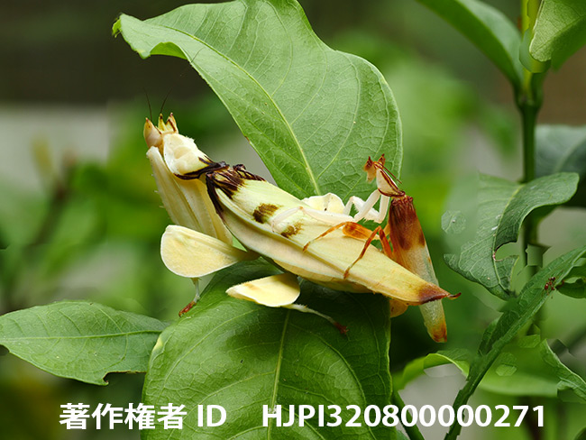ハナカマキリの交尾　Hymenopus coronatus