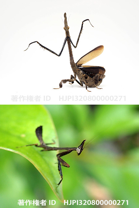 マレーイッカクカマキリ　Ceratocrania macra