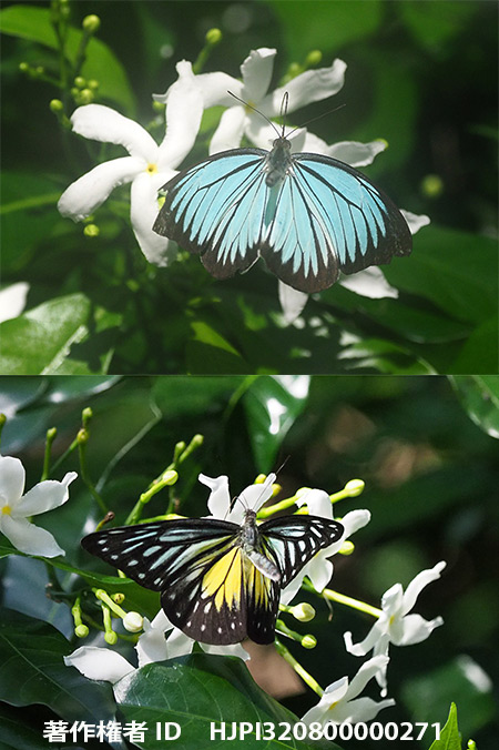 アサギシロチョウのオスとメス　Pareronia valeria