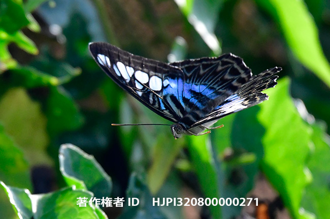 トラフタテハ　Parthenos sylvia