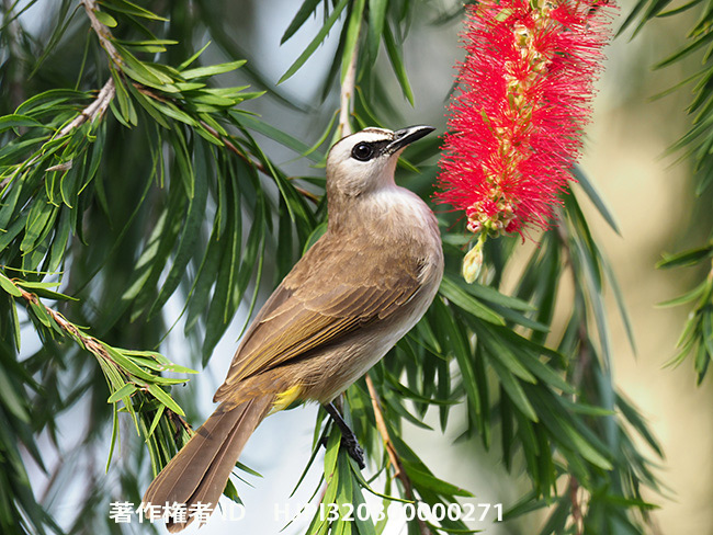 メグロヒヨドリ　Pycnonotus goiavier
