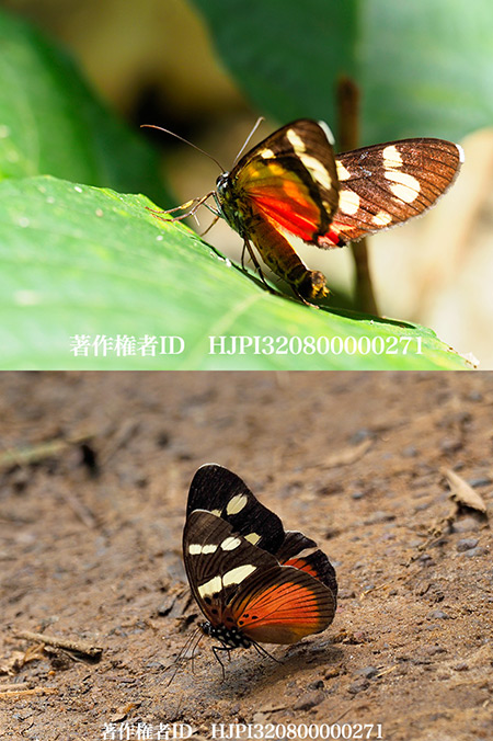 ベニシタボカシタテハの擬態　Euphaedra eusemoides vs Heraclia sp.