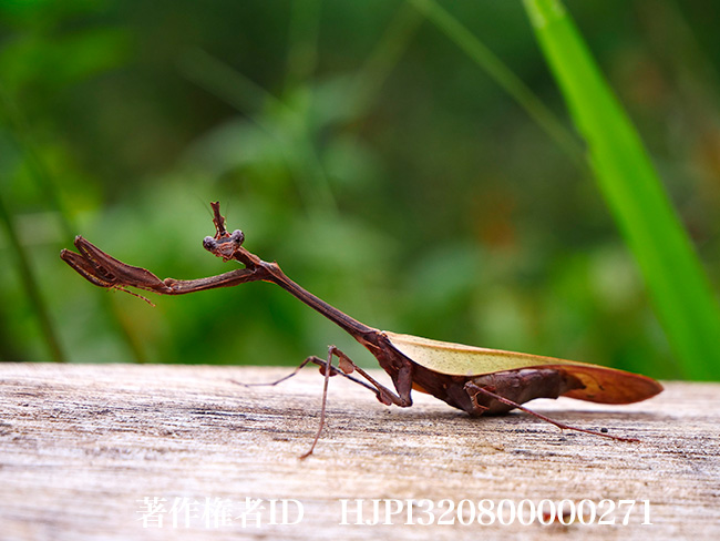 ミコカマキリ　Sibylla sp.