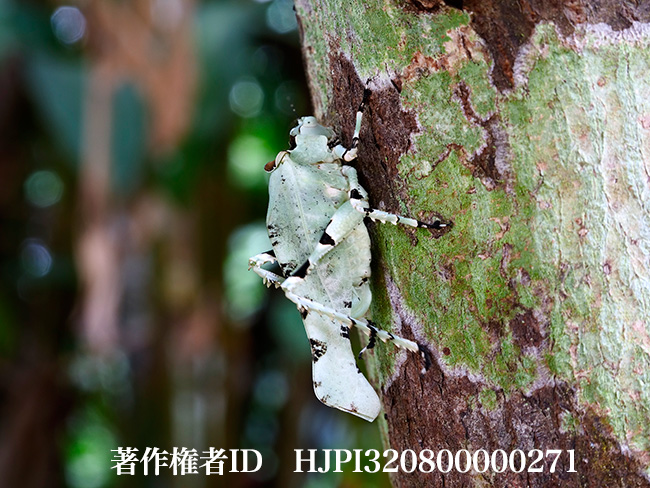 コケギスの仲間