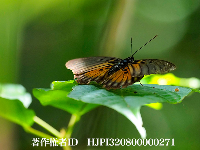 エドワルシーボカシタテハ　Euphaedra edwardsi