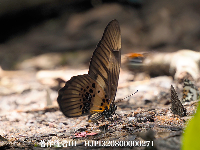 オビモンタイマイ　Graphium latreillianus 