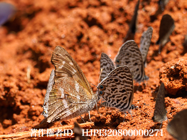 アフリカテングチョウ　Libythea labdaca