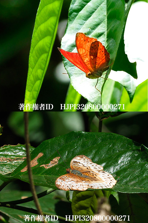 ヒイロタテハ　Cymothoe sangaris