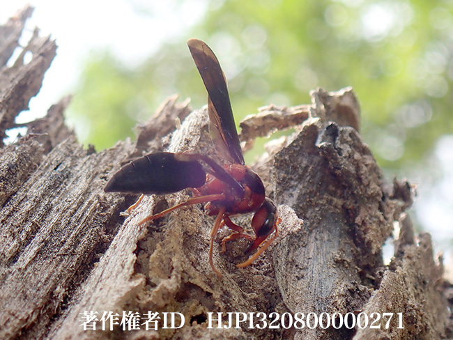 オオキバドロバチの巣材集め　Synagris cornuta