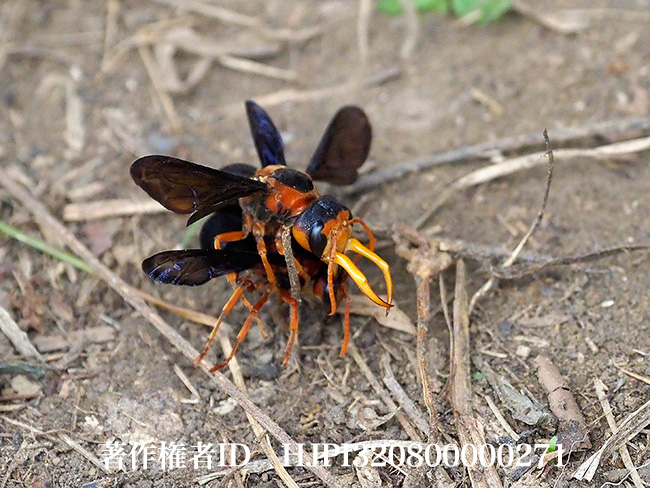 オオキバドロバチの交尾　Synagris cornuta