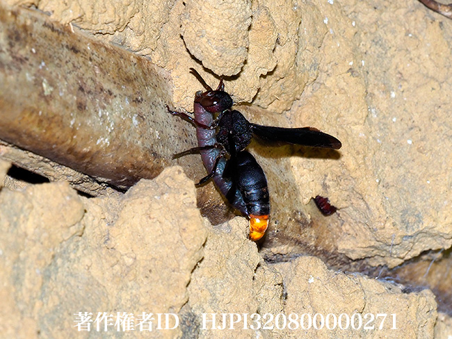 エントツドロバチ