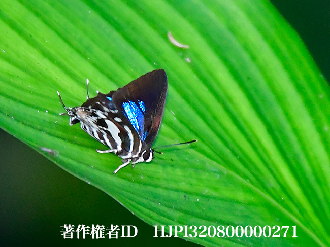 ロカナウラニシキシジミ Iraota rochana