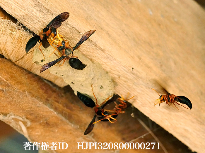 明日、ダーウインが来たに出演です　Synagris cornuta