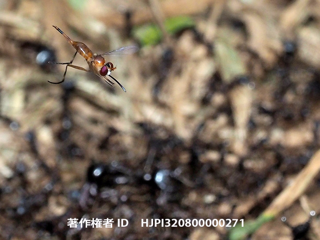 サスライアリにつきまとうハラボソメバエ　Stylogaster sp.