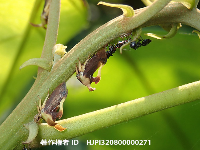 フタバツノゼミ　Monocentrus laticornis