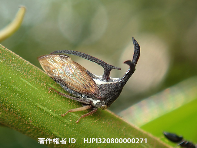 ツノゼミの一種1　Anchon sp